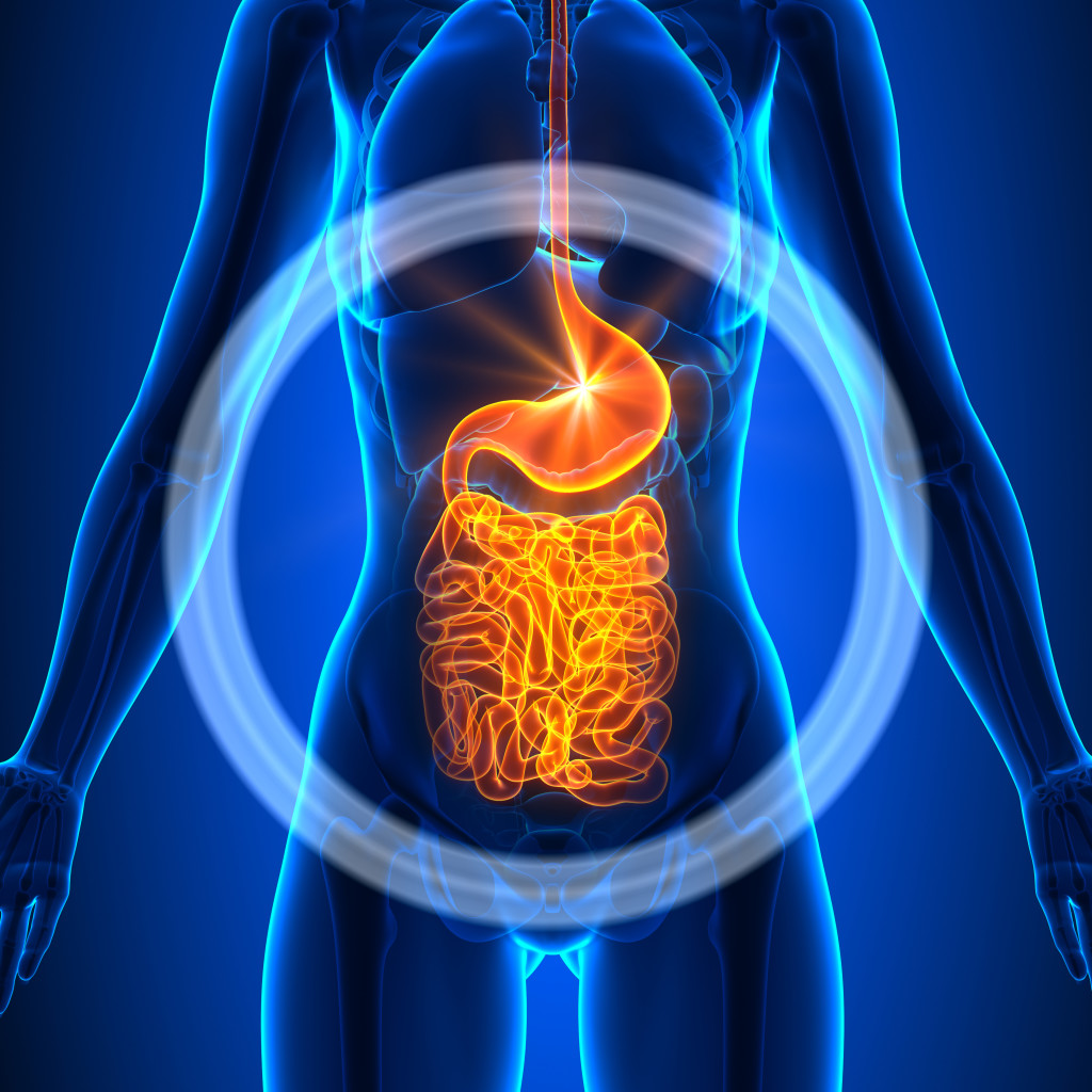 Guts - Female Organs - Human Anatomy