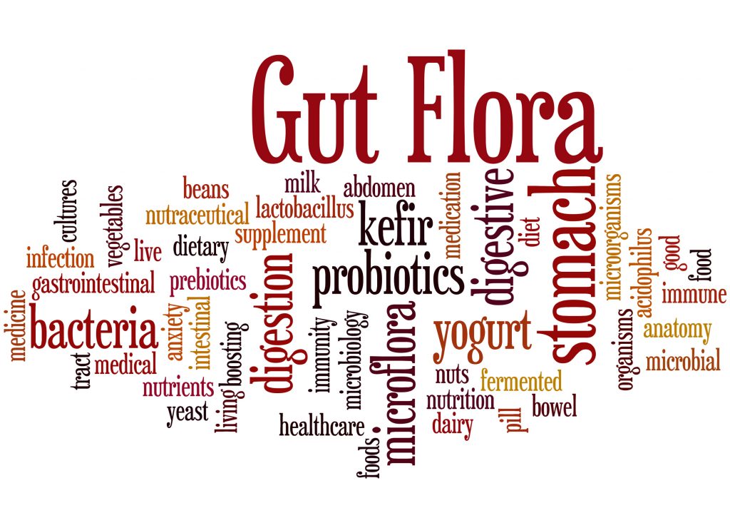 Gut Flora, word cloud concept on white background.